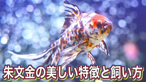 金魚 生命力|【生命力が強い金魚】初心者必見！丈夫で長生きする金魚の魅力